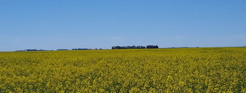 canola field