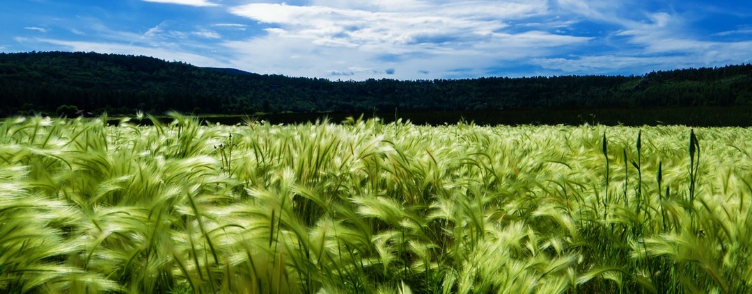 grass
