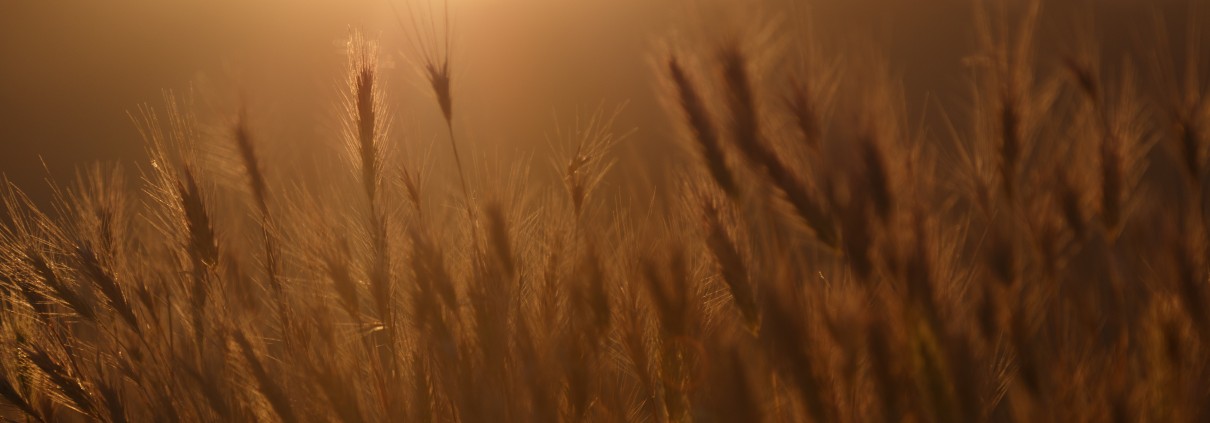 wheat