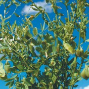 growing lentils to increase gross margin