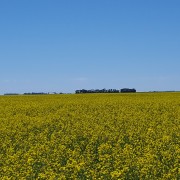 canola field