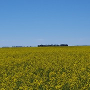 canola field