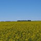 canola field