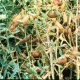 Crop Failure